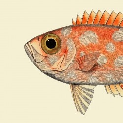 The Dybdahl Co. Dotted Orange Fish Head