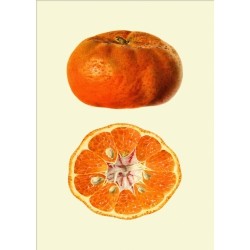 The Dybdahl Co. Mandarine