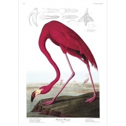 The Dybdahl Co. American Flamingo