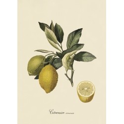 The Dybdahl Co. Citronier
