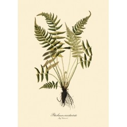 The Dybdahl Co. Blechnum Occidentale