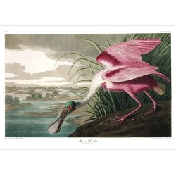The Dybdahl Co. Roseate Spoonbill