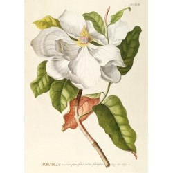 The Dybdahl Co. Magnolia