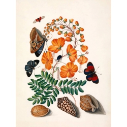 The Dybdahl Co. Two Butterflies, Orange Flowers & Seashells