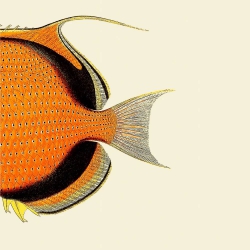 The Dybdahl Co. Orange Fish Tail