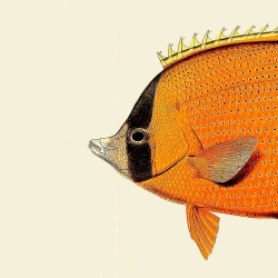 The Dybdahl Co. Orange Fish Head