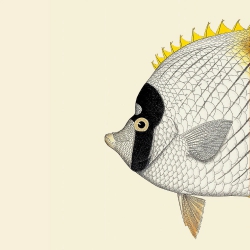 The Dybdahl Co. White Yellow Fish Head