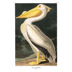 The Dybdahl Co. American White Pelican